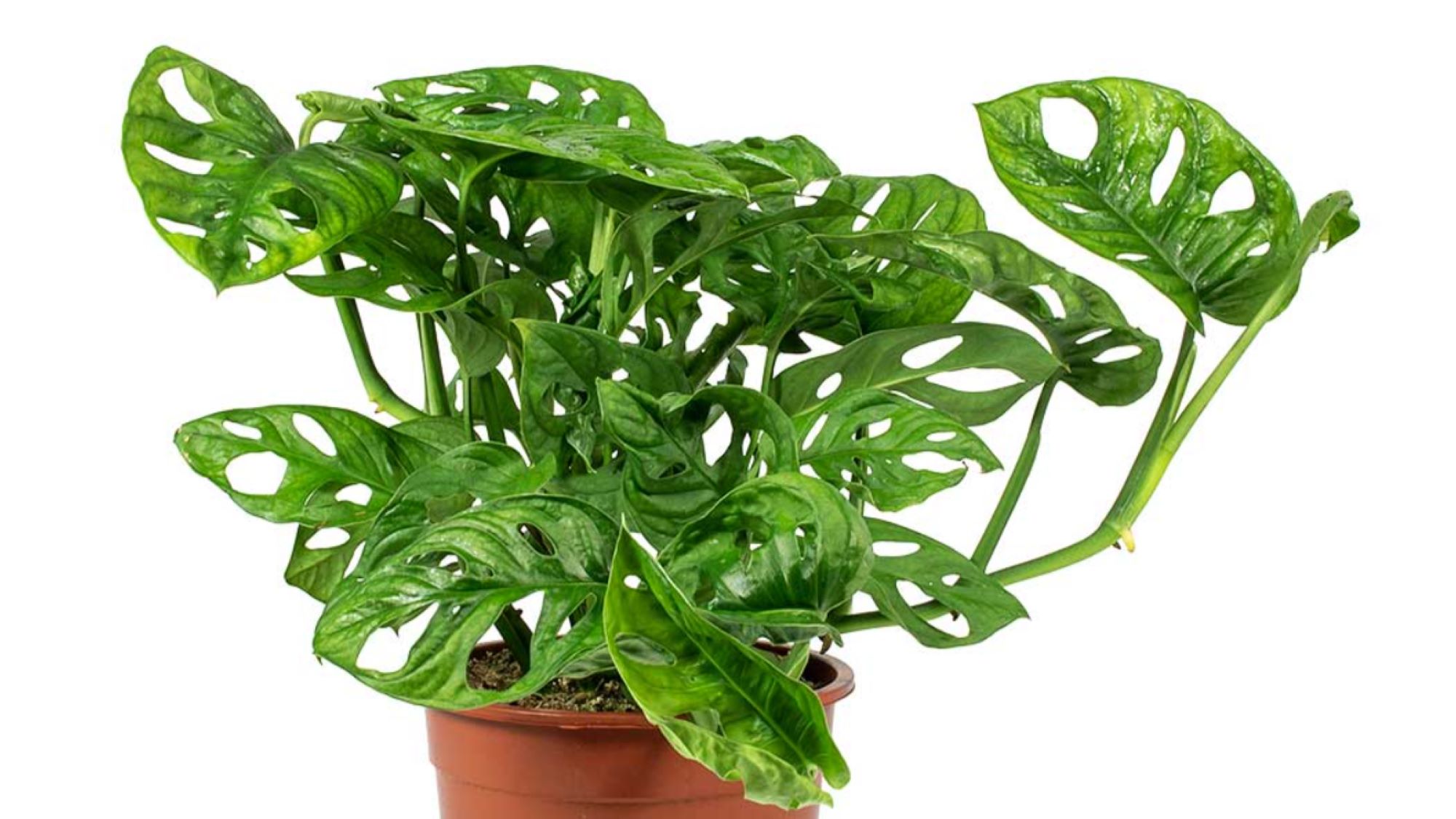 Monstera Monkey Mask 2000x1125